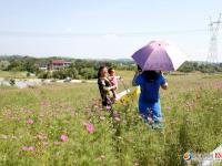邵阳300亩欧式花海烂漫