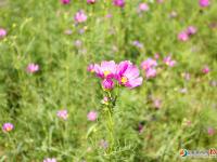 邵阳300亩欧式花海烂漫