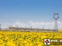 西北最美高铁线：一辆开往花海中的列车