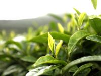 洞口古楼茶飘香