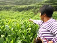 洞口古楼茶飘香