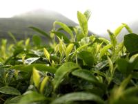 洞口古楼茶飘香