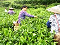 洞口古楼茶飘香