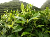 洞口古楼茶飘香