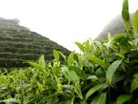 洞口古楼茶飘香