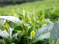 洞口古楼茶飘香