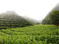 洞口古楼茶飘香