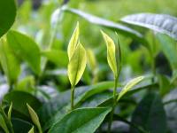 洞口古楼茶飘香
