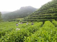 洞口古楼茶飘香
