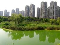 杭州湿地水面现