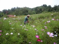 组图：河南老农田间种出巨型24节气鲜花拼盘