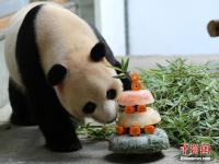 江苏南山竹海熊猫“奥运”迎八岁生日
