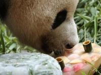 江苏南山竹海熊猫“奥运”迎八岁生日