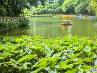 【醉美邵阳】绿意盎然满目景