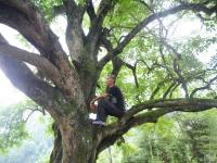 重庆现百年桂花树 树冠达300平米仍开花溢香