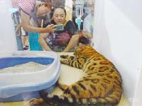亚洲第19届宠物展 吸引全球百家展商与世界名宠