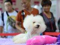 亚洲第19届宠物展 吸引全球百家展商与世界名宠