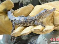 中越边境查获近千条暹罗鳄鱼苗 仅出生约半月