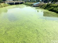 浙江一村河道浮萍疯长 远望犹如“绿地毯”