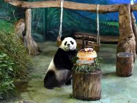 “团团”“圆圆”赴台8年 今日迎来12岁生日
