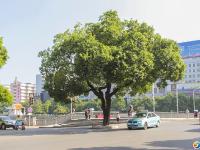 【醉美邵阳】那些路和那些树