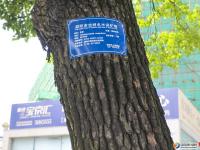 【醉美邵阳】那些路和那些树