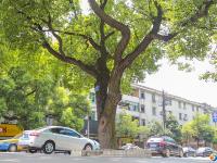 【醉美邵阳】那些路和那些树