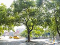 【醉美邵阳】那些路和那些树