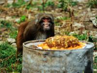 组图：小猴水中捞月 猴王独享美食过中秋 