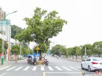 【醉美邵阳】那些路和那些树