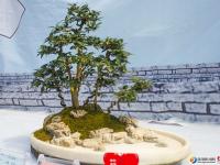 盆景奇石荟萃邵阳 可免费前往观赏