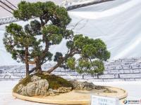 盆景奇石荟萃邵阳 可免费前往观赏