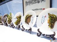 盆景奇石荟萃邵阳 可免费前往观赏