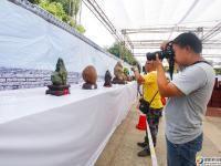 盆景奇石荟萃邵阳 可免费前往观赏