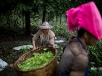 图片故事：种一片没有秘密的茶叶