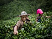 图片故事：种一片没有秘密的茶叶