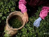 图片故事：种一片没有秘密的茶叶