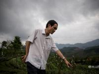 图片故事：种一片没有秘密的茶叶