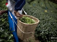 图片故事：种一片没有秘密的茶叶