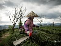 图片故事：种一片没有秘密的茶叶