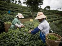图片故事：种一片没有秘密的茶叶