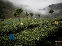 图片故事：种一片没有秘密的茶叶