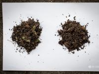 图片故事：种一片没有秘密的茶叶