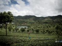 图片故事：种一片没有秘密的茶叶