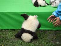 成都23只大熊猫幼仔上演“熊猫瘫”