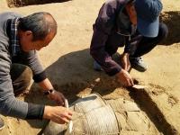 河北黄骅出土百座战国瓮棺葬 墓葬形制全国罕见