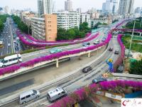 杜鹃盛放 航拍广州高架桥“紫红花道”