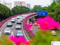 杜鹃盛放 航拍广州高架桥“紫红花道”