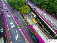 杜鹃盛放 航拍广州高架桥“紫红花道”