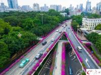 杜鹃盛放 航拍广州高架桥“紫红花道”